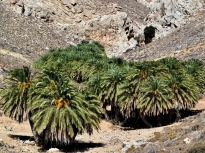 . Το φοινικόδασος εμφανίζεται σε τρεις ομάδες, δύο μικρές και μία μεγάλη, ενώ υπάρχουν και αρκετά διάσπαρτα μοναχικά φοινικόδεντρα. 