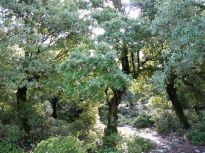Αζίλακας είναι η κρητική ονομασία του δέντρου (Quercus ilex ) ενώ στην υπόλοιπη Ελλάδα ονο- μάζεται Αριά ή Άριος Δρυς. 