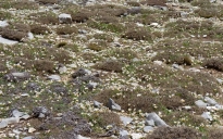 Τα χιόνια λιώνουν και δίνουν το σύνθημα για να ανθίσουν χιλιάδες πανέμορφα κρινάκια στις πλαγιές του Ψηλορείτη . 