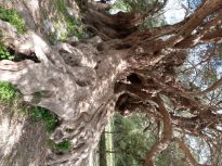 Η ηλικία αυτή τοποθετεί την παρουσία του δέντρου στην Μετανακτορική Εποχή της Μινωικής Περιόδου ( 1350-1100 πχ.)
