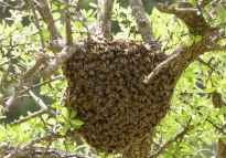 Τσαμπί από μέλισσες! Όμορφο αλλά και ανατριχιαστικό , ειδικά για κάποιους που έχουν αλλεργία !