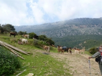 Οι αγελάδες λίγο πιο πάνω από το χωριό Βασιλική προσφέρουν πρωινό βύζαγμα στα μοσχαράκια τους . 